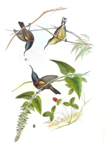 Volume II, plate 33 of Gould's The Birds of Asia: Loten's Sunbird (Cinnyris lotenius)