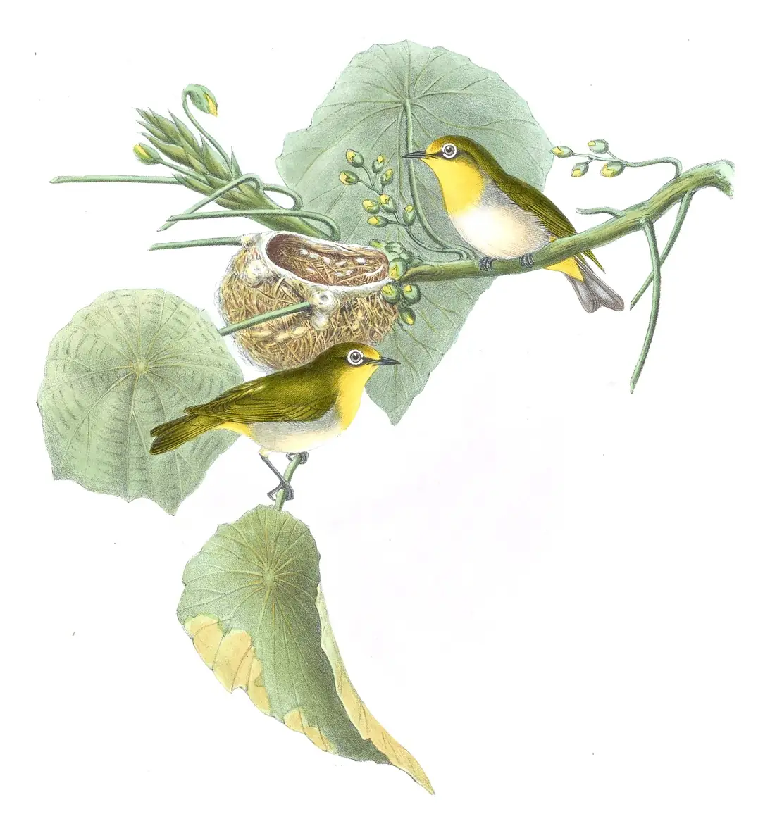 Volume II, plate 34 of Gould's The Birds of Asia: Swinhoe's White-eye (Zosterops simplex)
