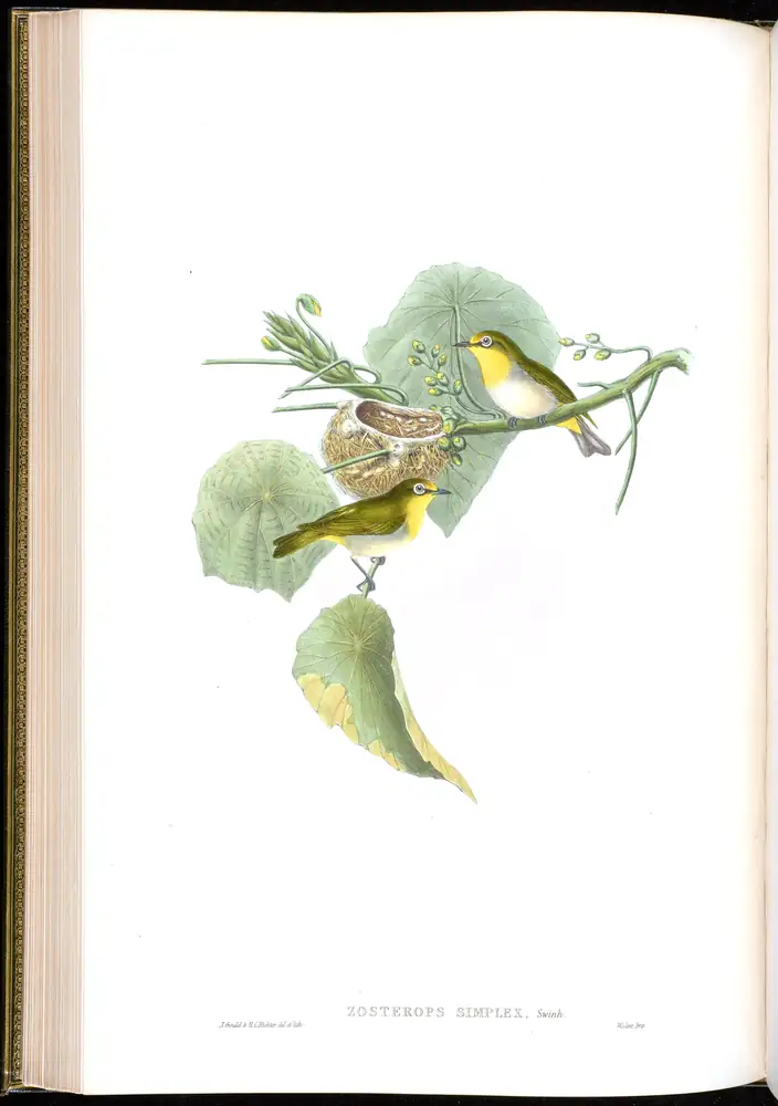 The whole sheet of volume II, plate 34, with its engraved caption