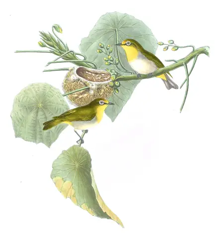 Volume II, plate 34 of Gould's The Birds of Asia: Swinhoe's White-eye (Zosterops simplex)