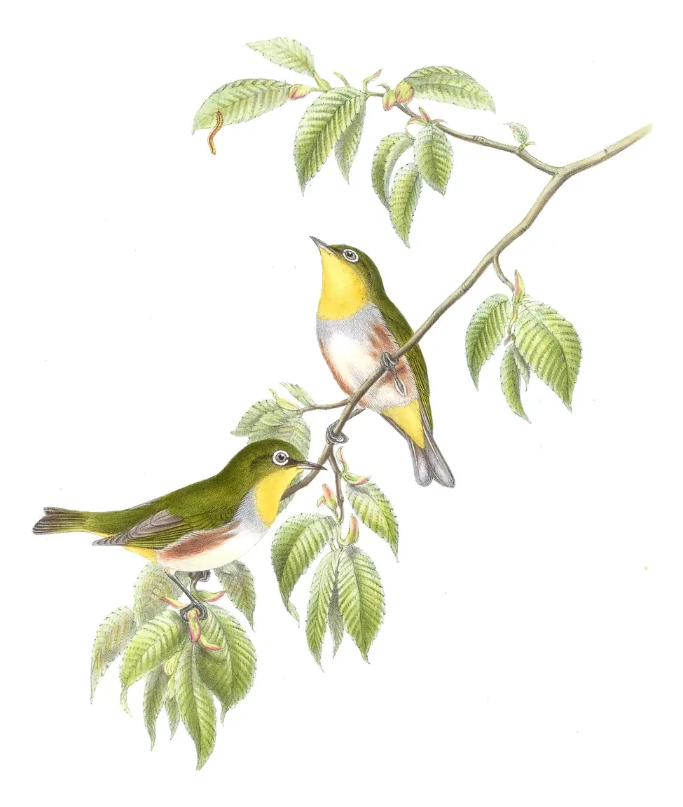 Volume II, plate 35 of Gould's The Birds of Asia: Chestnut-flanked White-eye (Zosterops erythropleurus)
