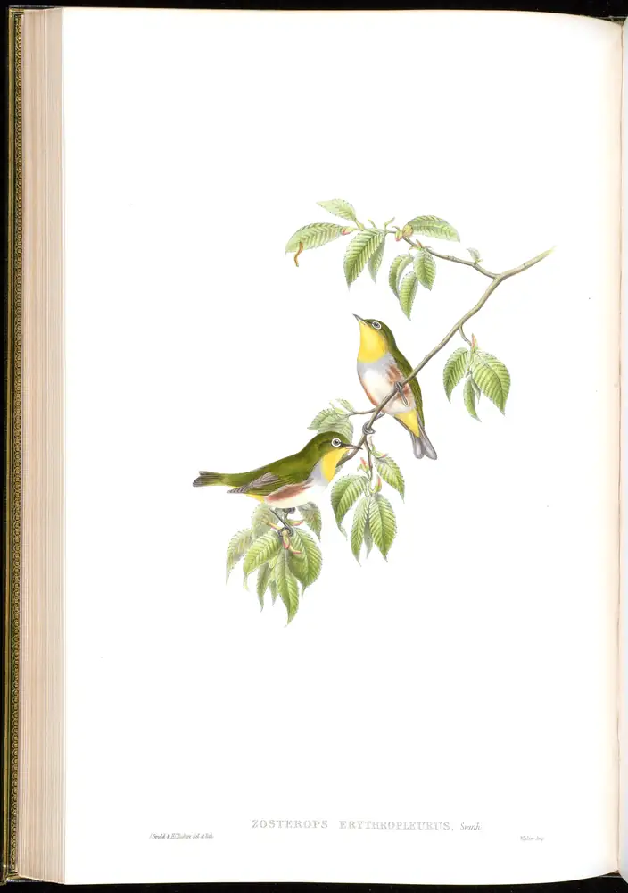 The whole sheet of volume II, plate 35, with its engraved caption
