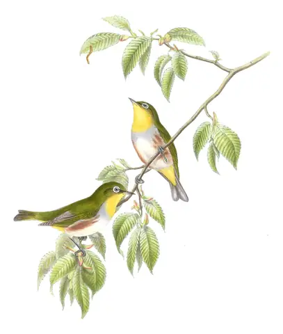 Volume II, plate 35 of Gould's The Birds of Asia: Chestnut-flanked White-eye (Zosterops erythropleurus)