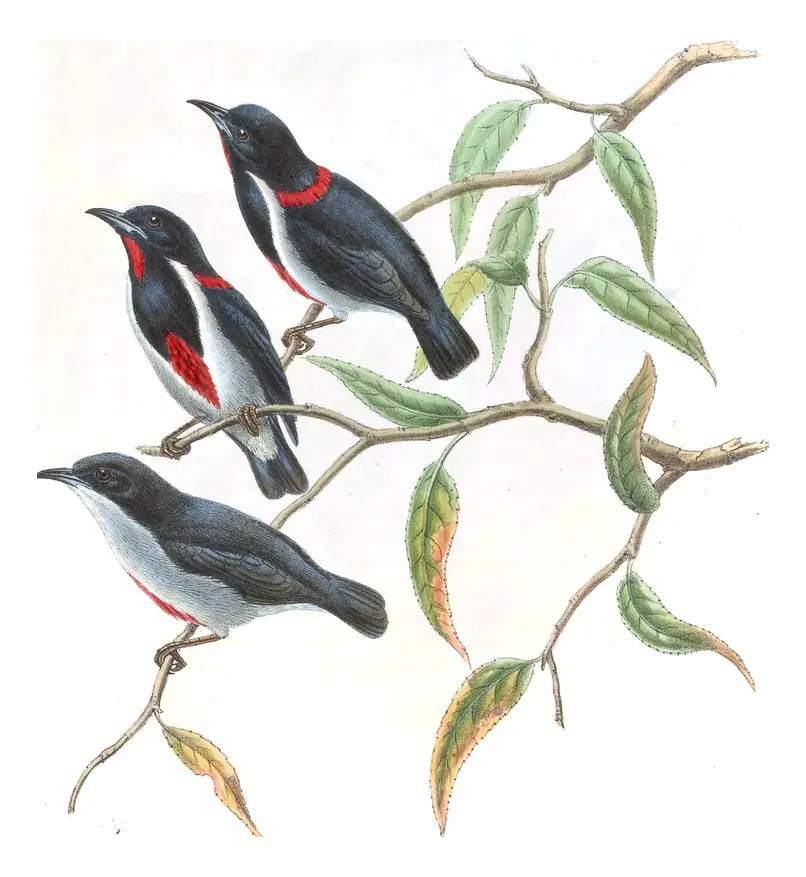 Volume II, plate 36 of Gould's The Birds of Asia: Scarlet-collared Flowerpecker (Dicaeum retrocinctum) and Red-keeled Flowerpecker (Dicaeum australe)
