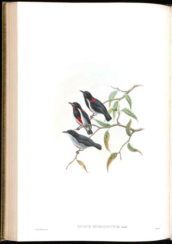 The whole sheet of volume II, plate 36, with its engraved caption