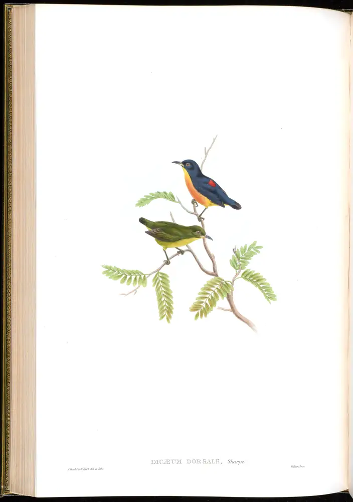 The whole sheet of volume II, plate 37, with its engraved caption