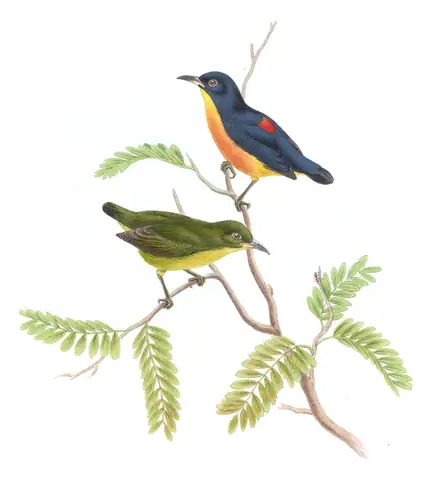 Volume II, plate 37 of Gould's The Birds of Asia: Orange-bellied Flowerpecker (Dicaeum trigonostigma)
