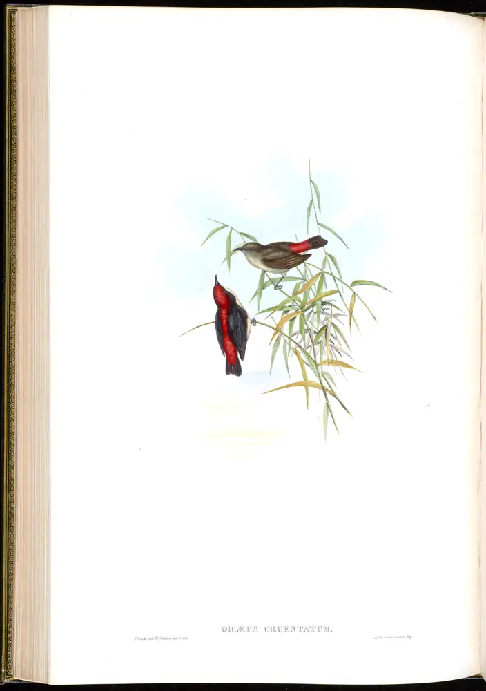 The whole sheet of volume II, plate 38, with its engraved caption
