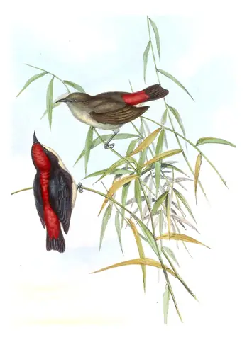Volume II, plate 38 of Gould's The Birds of Asia: Scarlet-backed Flowerpecker (Dicaeum cruentatum)