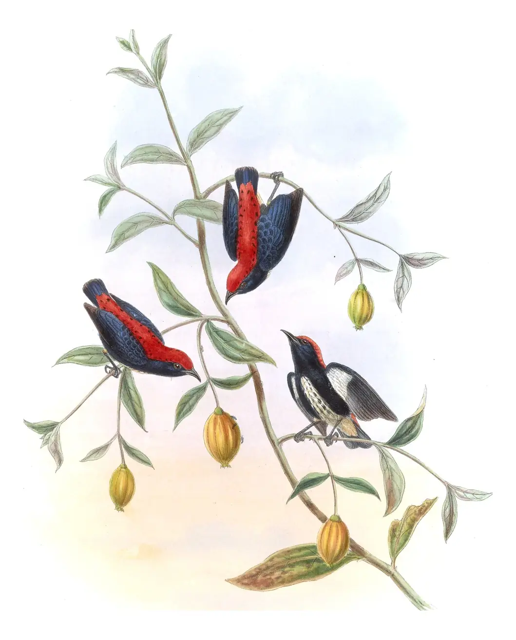 Volume II, plate 39 of Gould's The Birds of Asia: Scarlet-backed Flowerpecker (Dicaeum cruentatum)