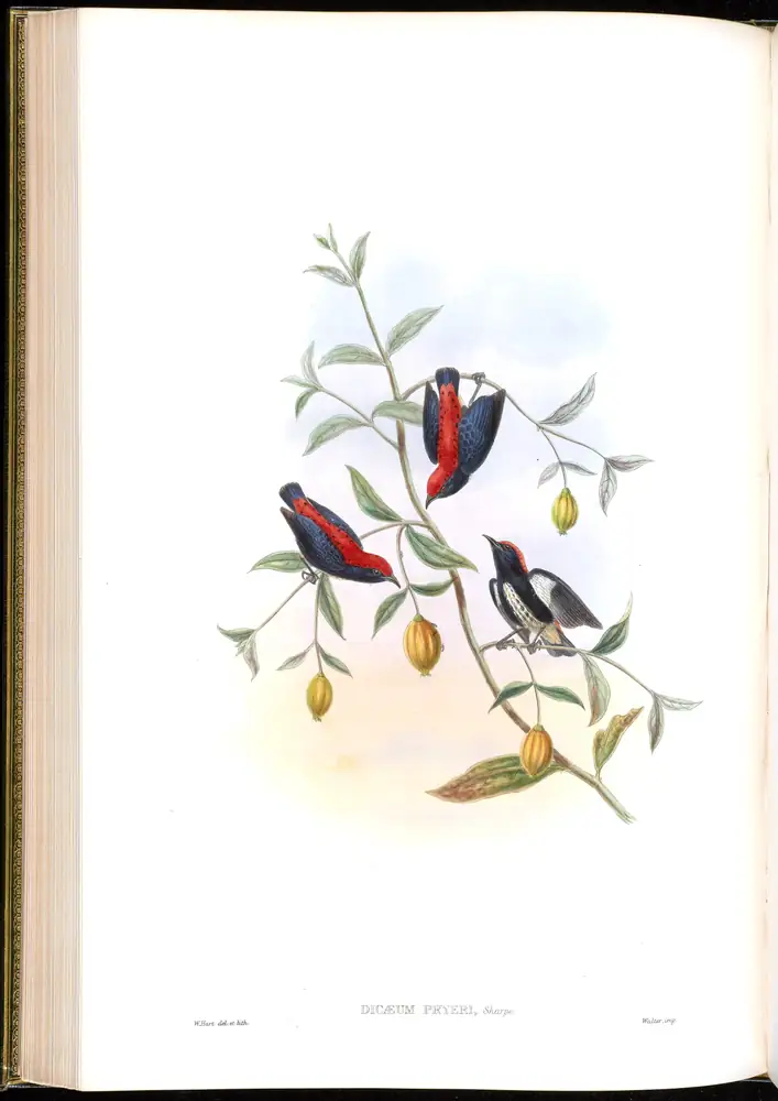 The whole sheet of volume II, plate 39, with its engraved caption