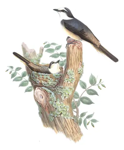 Volume II, plate 4 of Gould's The Birds of Asia: Brown-rumped Minivet (Pericrocotus cantonensis)