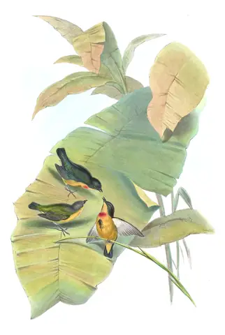 Volume II, plate 40 of Gould's The Birds of Asia: Fire-breasted Flowerpecker (Dicaeum ignipectus)