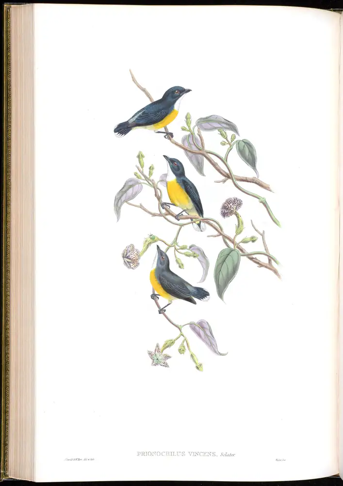 The whole sheet of volume II, plate 41, with its engraved caption