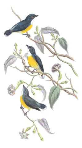 Volume II, plate 41 of Gould's The Birds of Asia: White-throated Flowerpecker (Pachyglossa vincens)