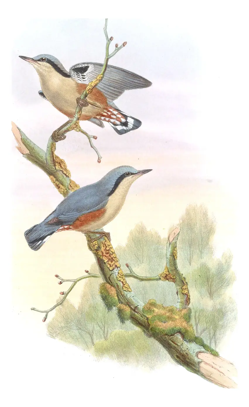 Volume II, plate 42 of Gould's The Birds of Asia: Chestnut-vented Nuthatch (Sitta nagaensis)