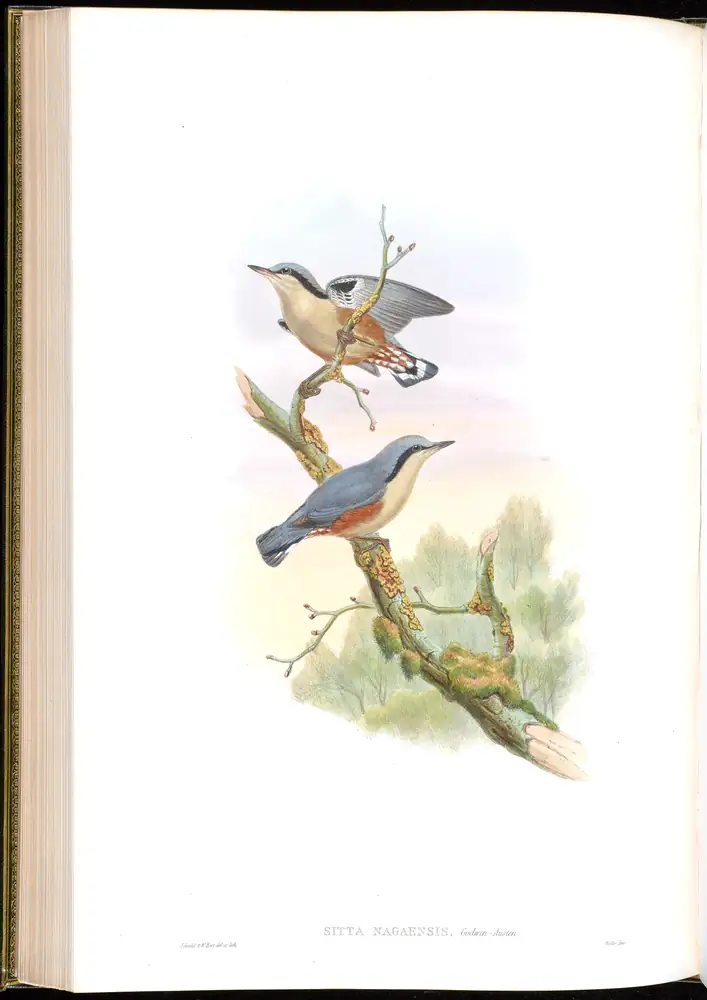 The whole sheet of volume II, plate 42, with its engraved caption