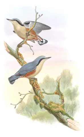 Volume II, plate 42 of Gould's The Birds of Asia: Chestnut-vented Nuthatch (Sitta nagaensis)