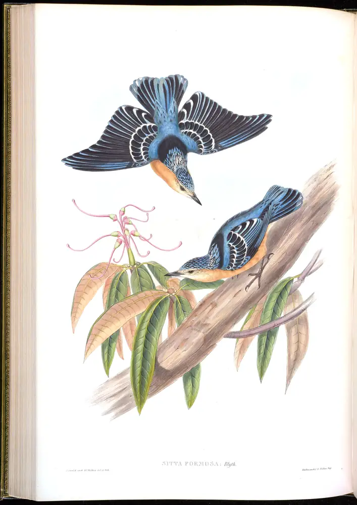 The whole sheet of volume II, plate 43, with its engraved caption