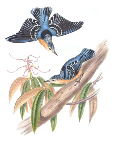 Volume II, plate 43 of Gould's The Birds of Asia: Beautiful Nuthatch (Sitta formosa)