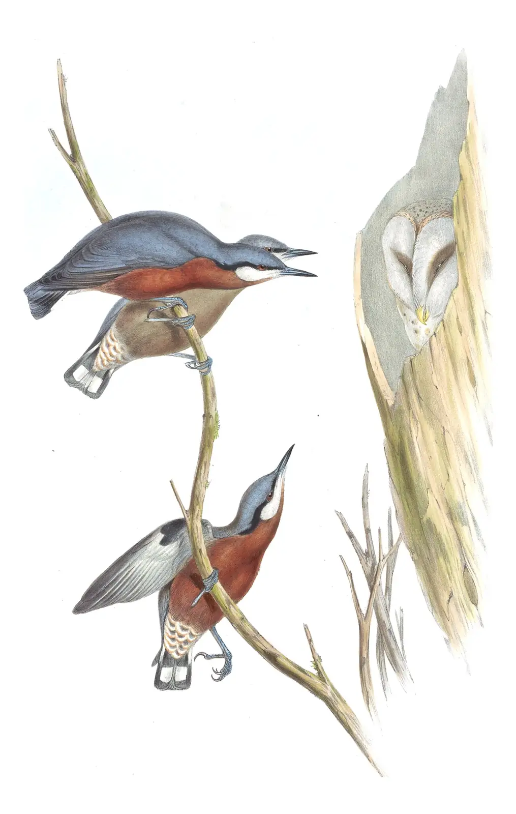 Volume II, plate 44 of Gould's The Birds of Asia: Chestnut-bellied Nuthatch (Sitta cinnamoventris)