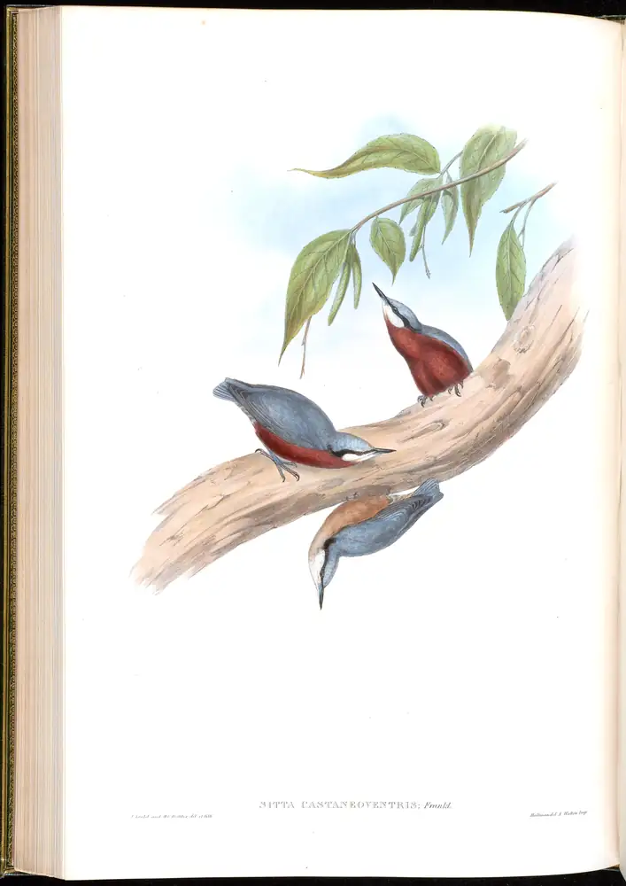 The whole sheet of volume II, plate 45, with its engraved caption
