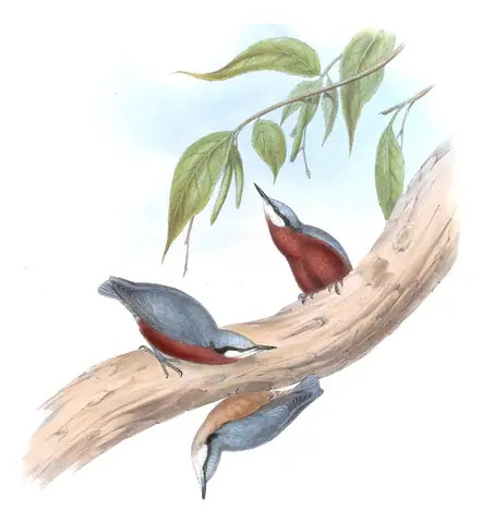 Volume II, plate 45 of Gould's The Birds of Asia: Indian Nuthatch (Sitta castanea)