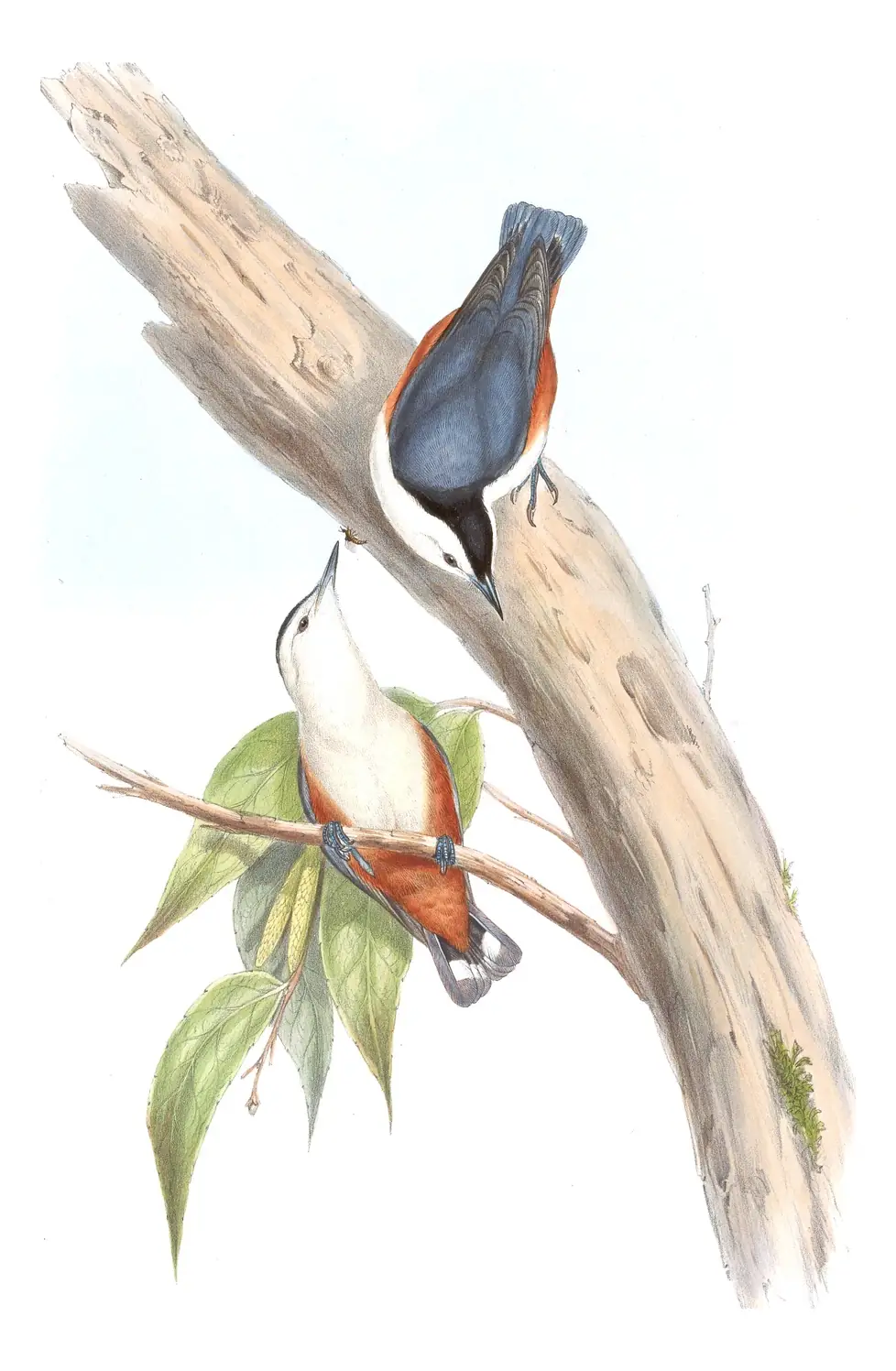 Volume II, plate 46 of Gould's The Birds of Asia: White-cheeked Nuthatch (Sitta leucopsis)
