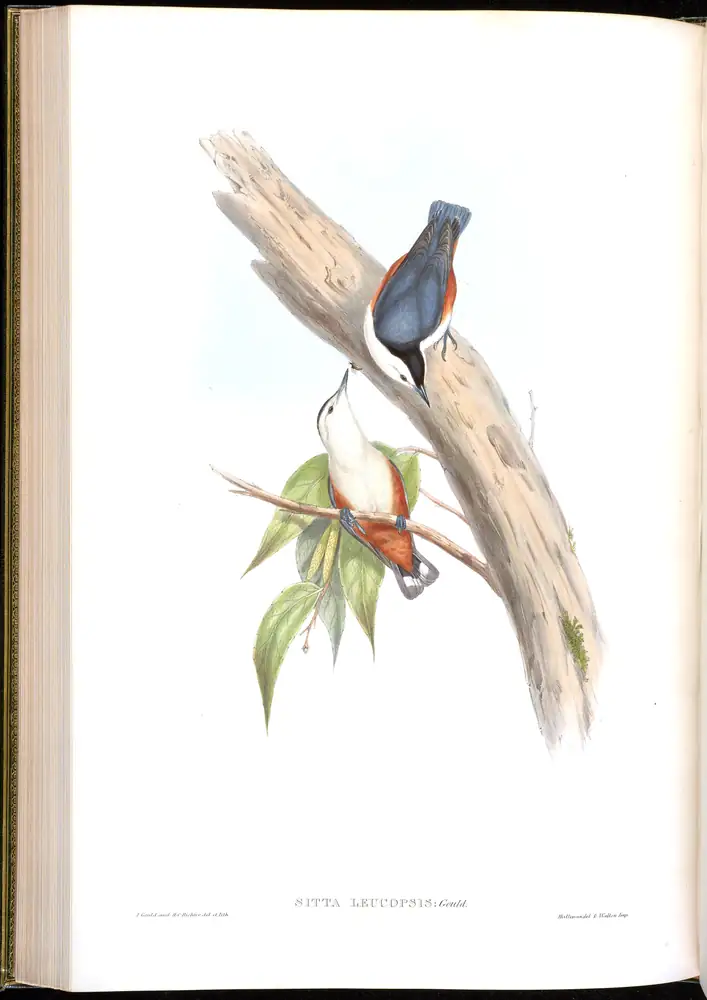 The whole sheet of volume II, plate 46, with its engraved caption