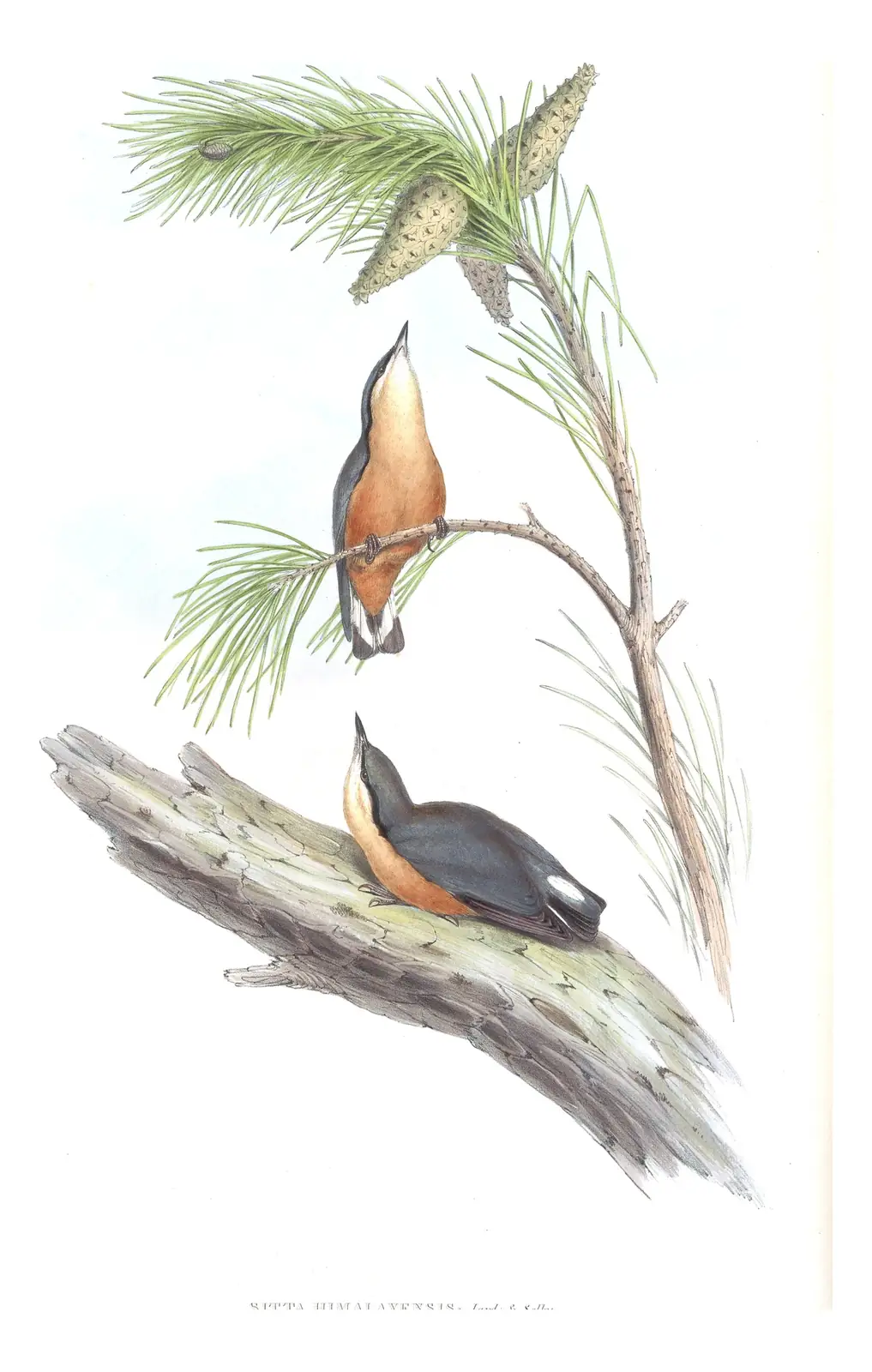 Volume II, plate 47 of Gould's The Birds of Asia: White-tailed Nuthatch (Sitta himalayensis)