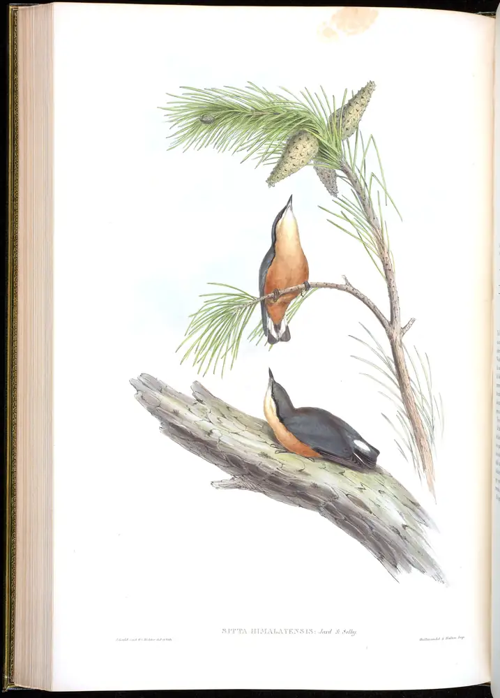 The whole sheet of volume II, plate 47, with its engraved caption