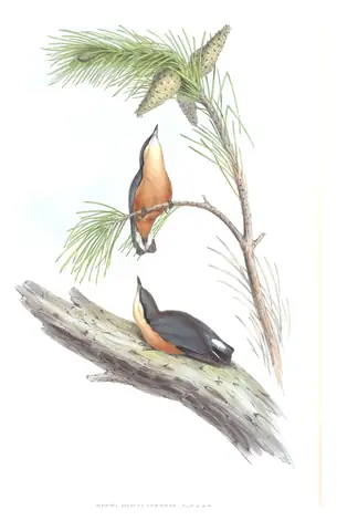 Volume II, plate 47 of Gould's The Birds of Asia: White-tailed Nuthatch (Sitta himalayensis)