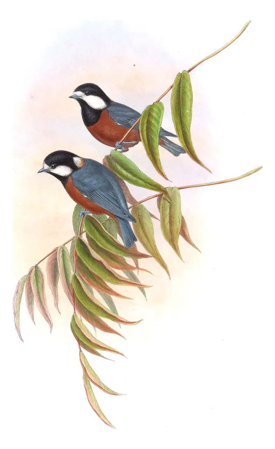 Volume II, plate 49 of Gould's The Birds of Asia: Chestnut-bellied Tit (Sittiparus castaneoventris)