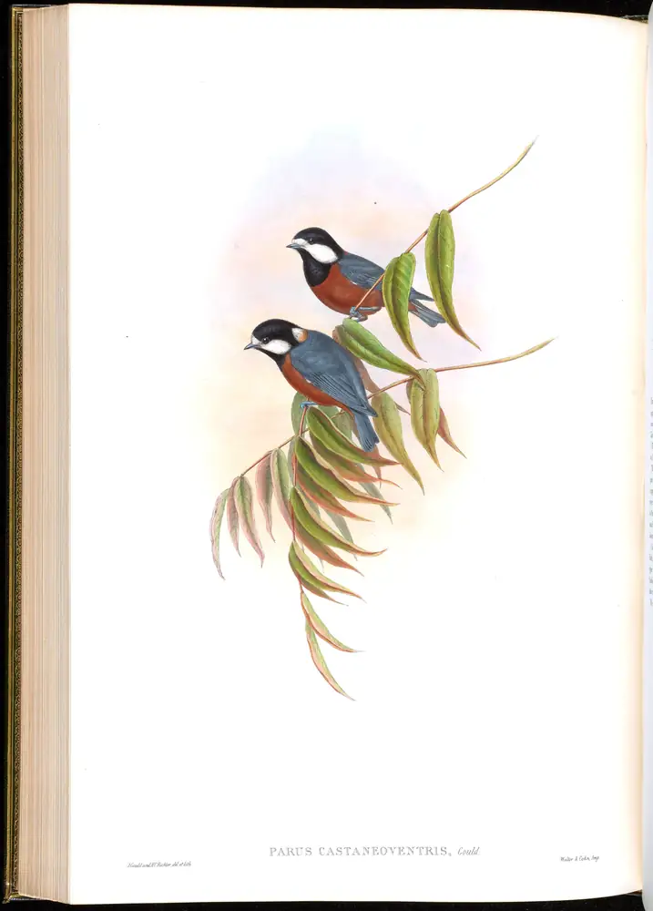 The whole sheet of volume II, plate 49, with its engraved caption