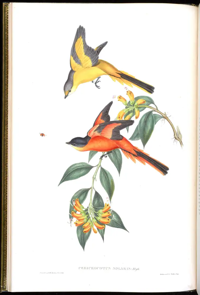 The whole sheet of volume II, plate 5, with its engraved caption