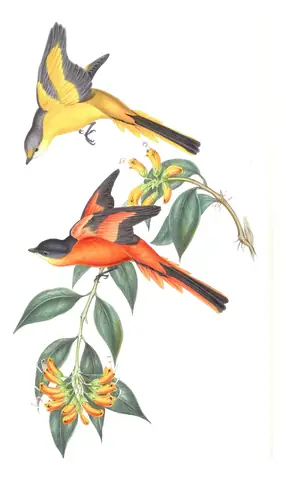 Volume II, plate 5 of Gould's The Birds of Asia: Gray-chinned Minivet (Pericrocotus solaris)