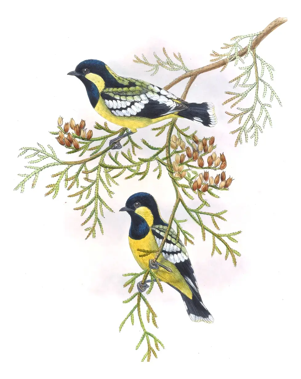 Volume II, plate 50 of Gould's The Birds of Asia: Elegant Tit (Periparus elegans)