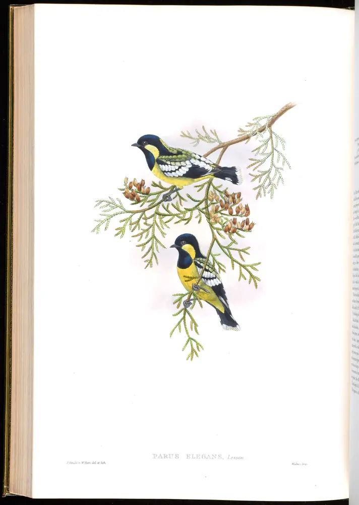 The whole sheet of volume II, plate 50, with its engraved caption