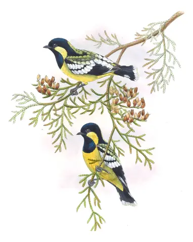 Volume II, plate 50 of Gould's The Birds of Asia: Elegant Tit (Periparus elegans)