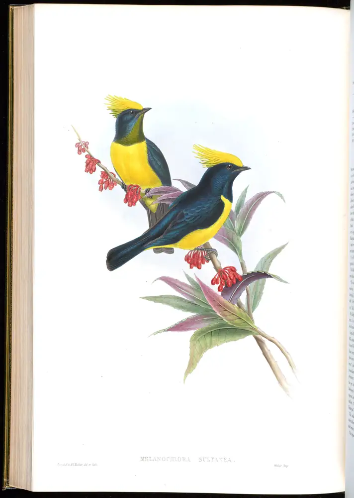 The whole sheet of volume II, plate 51, with its engraved caption