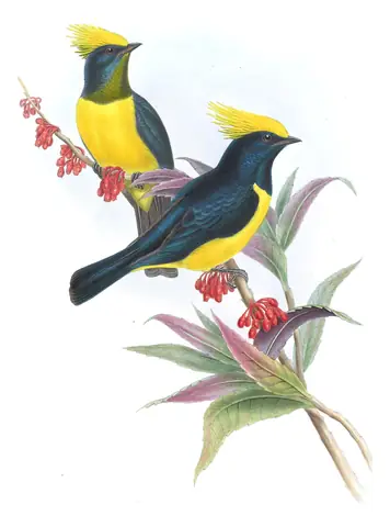 Volume II, plate 51 of Gould's The Birds of Asia: Sultan Tit (Melanochlora sultanea)