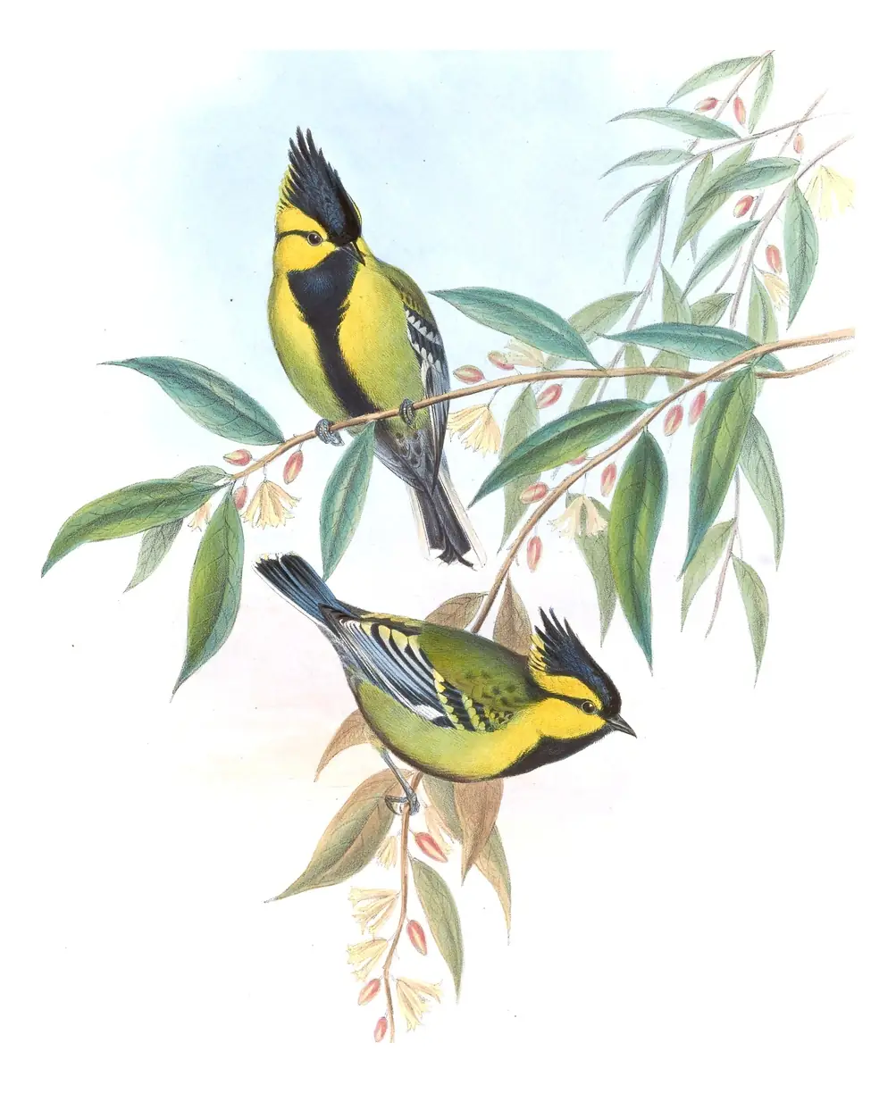 Volume II, plate 52 of Gould's The Birds of Asia: Himalayan Black-lored Tit (Machlolophus xanthogenys)