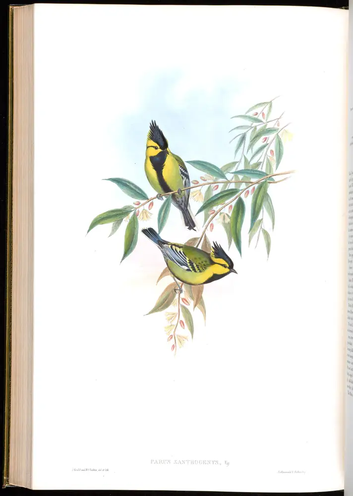 The whole sheet of volume II, plate 52, with its engraved caption