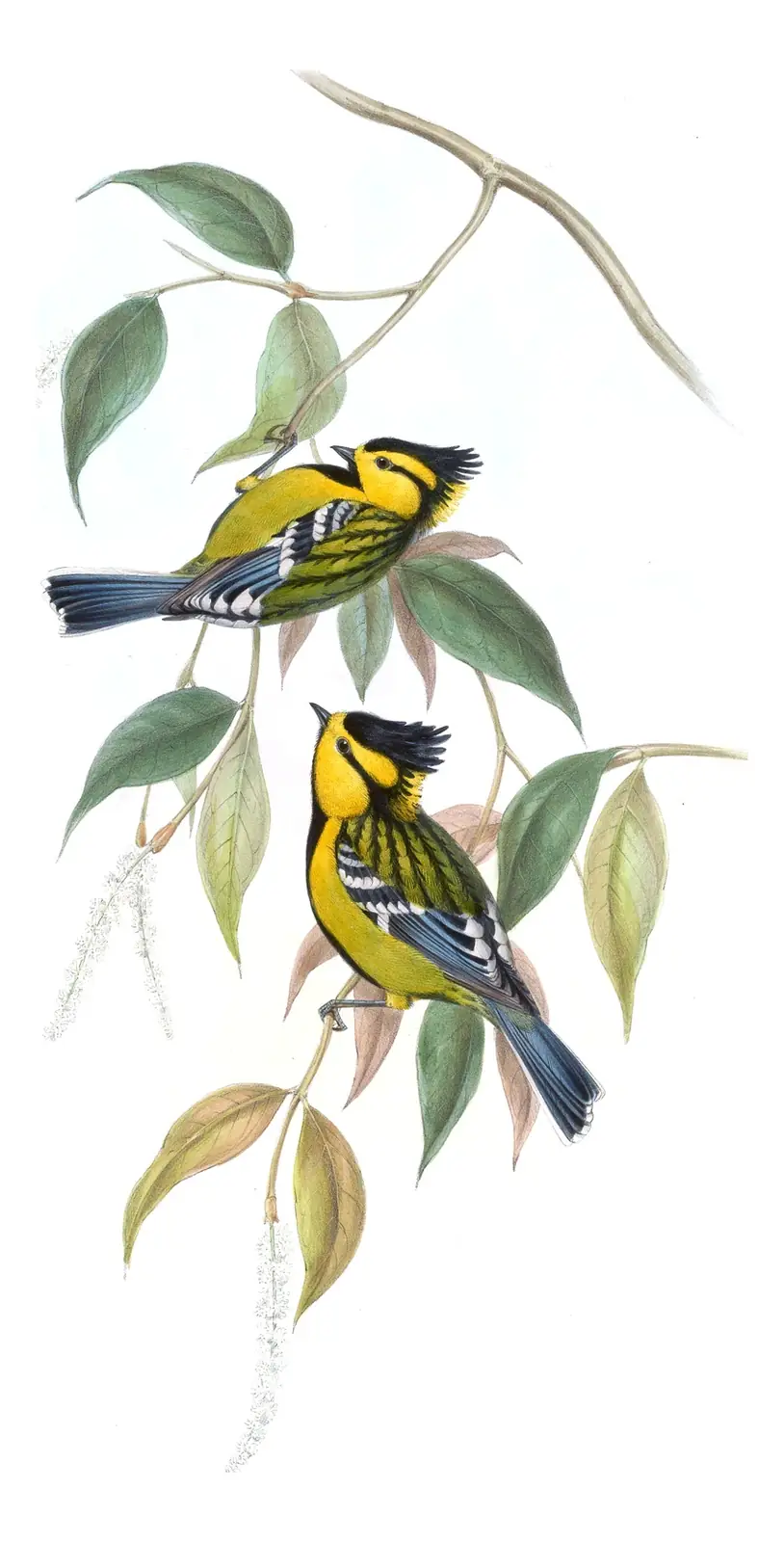 Volume II, plate 53 of Gould's The Birds of Asia: Yellow-cheeked Tit (Machlolophus spilonotus)