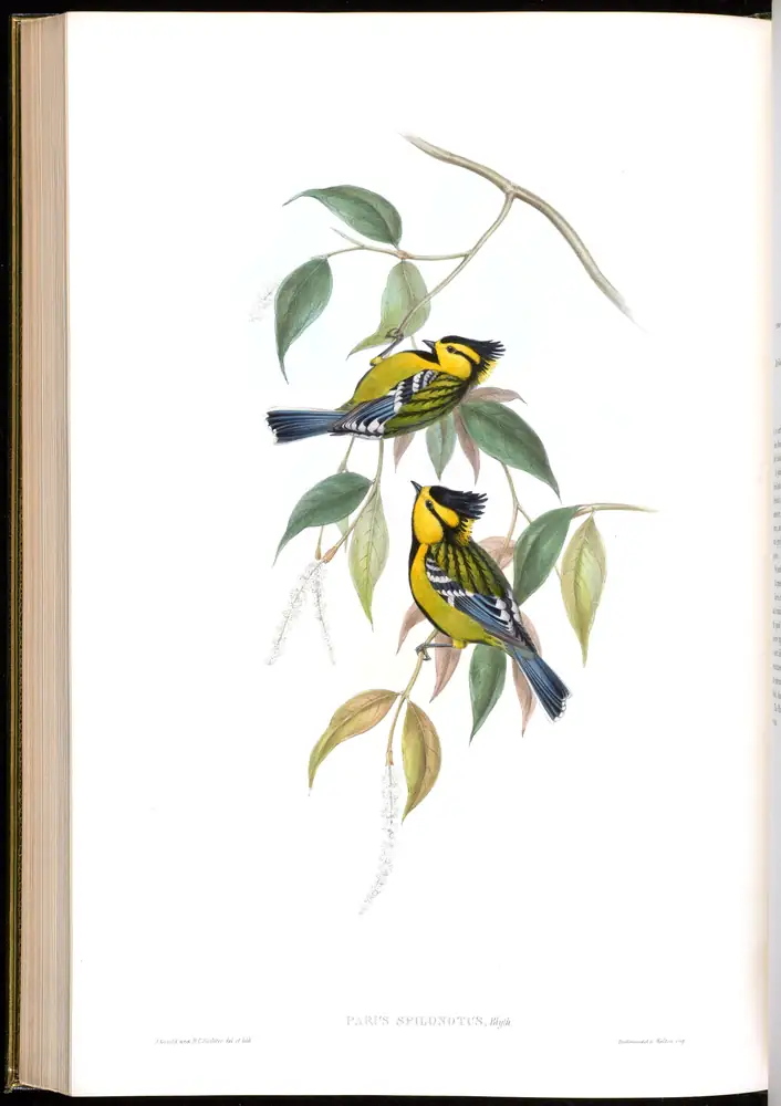 The whole sheet of volume II, plate 53, with its engraved caption