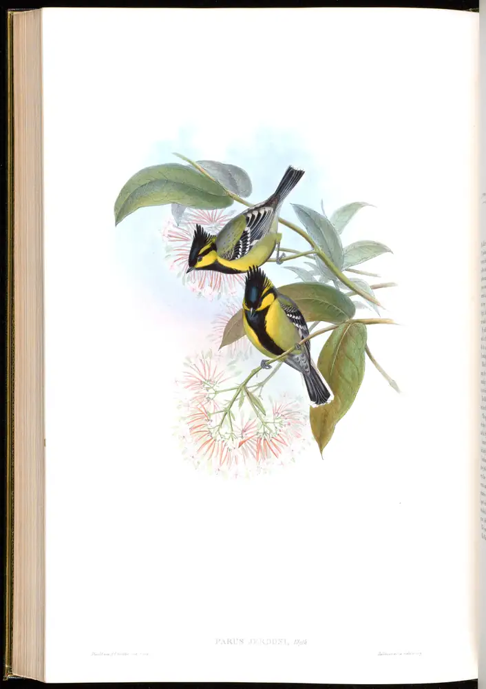 The whole sheet of volume II, plate 54, with its engraved caption