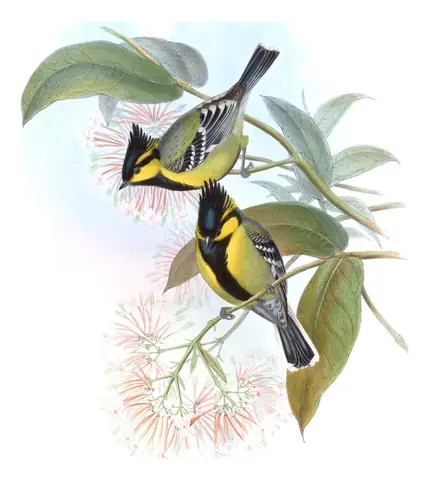 Volume II, plate 54 of Gould's The Birds of Asia: Indian Yellow Tit (Machlolophus aplonotus)
