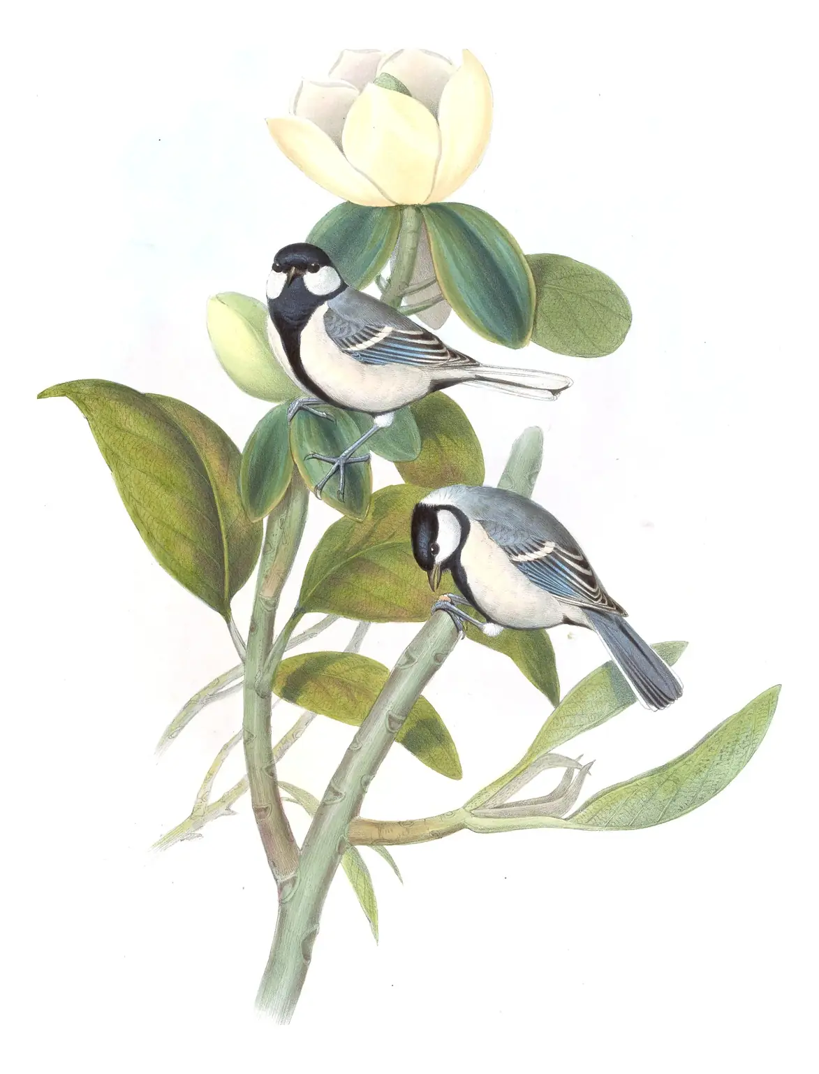 Volume II, plate 55 of Gould's The Birds of Asia: Asian Tit (Parus cinereus)