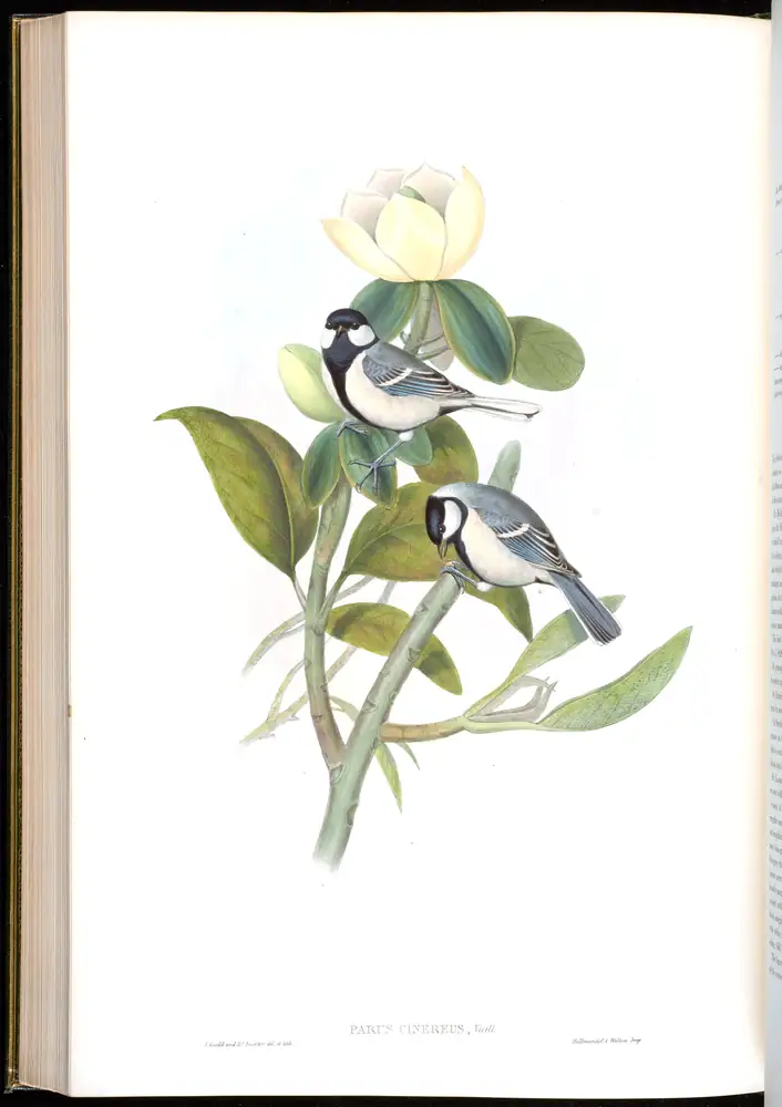 The whole sheet of volume II, plate 55, with its engraved caption