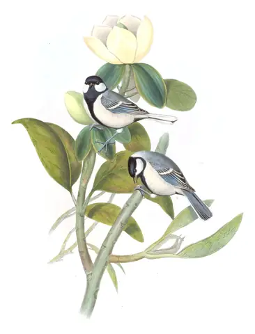 Volume II, plate 55 of Gould's The Birds of Asia: Asian Tit (Parus cinereus)